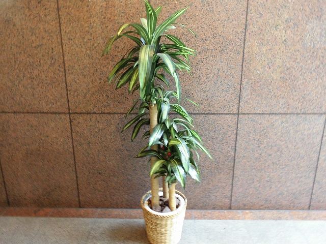 観葉植物