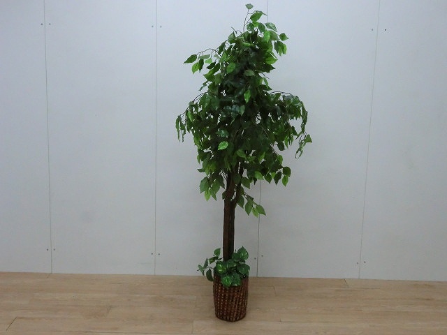 観葉植物 71750